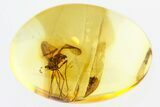 Detailed Fossil Predatory Snipe Fly (Symphoromyia) In Baltic Amber #307238-1